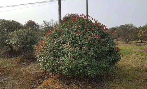 紅葉石楠