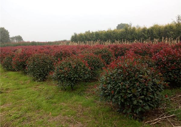 紅葉石楠