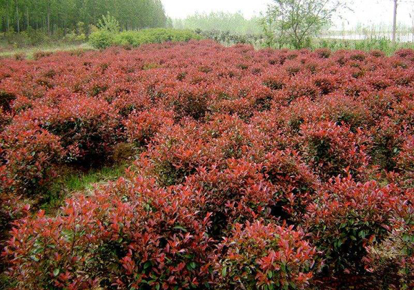 紅葉石楠
