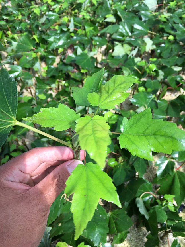 日本紅楓怎么種植?日本紅楓種植技術(shù)