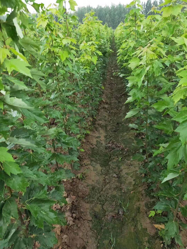 日本紅楓怎么種植?日本紅楓種植技術(shù)