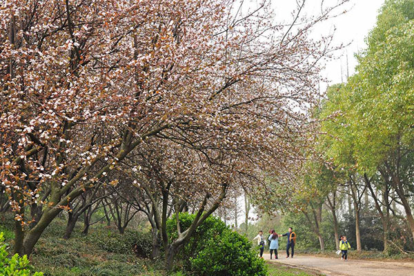 紅葉李4.jpg