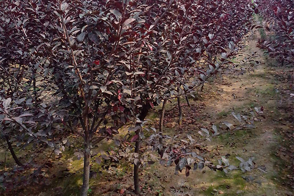 紅葉李3.jpg