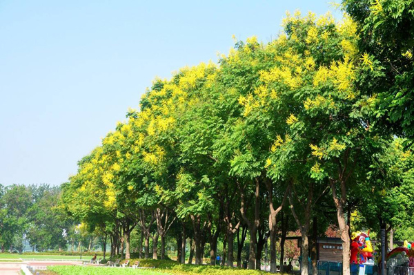 欒樹
