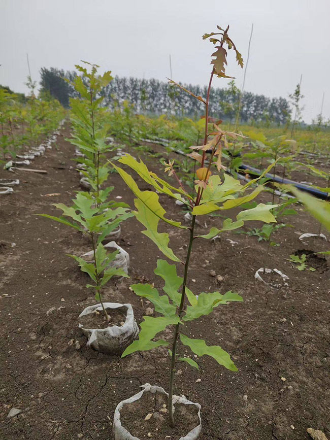 娜塔櫟種植前景如何?娜塔櫟種植方法