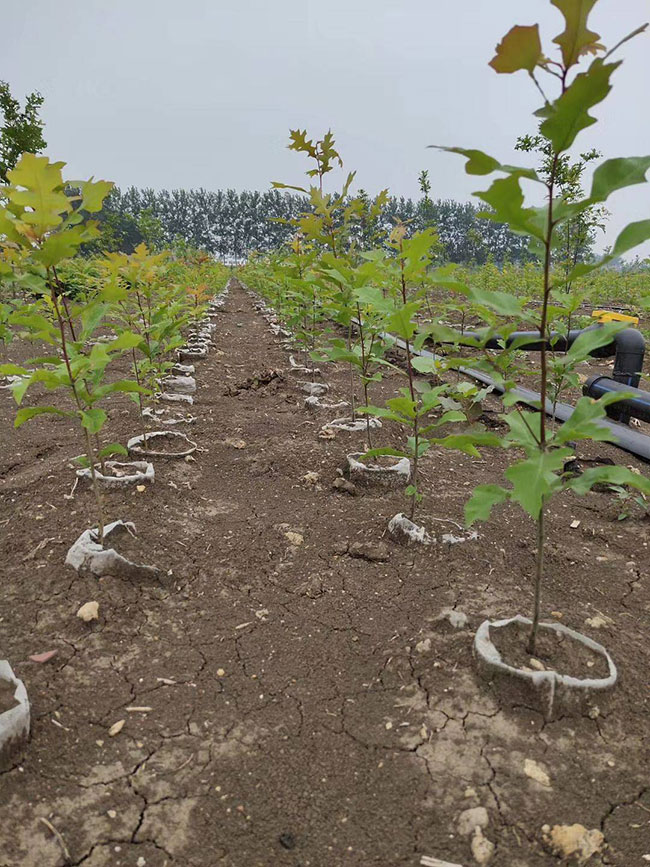 娜塔櫟種植前景如何?娜塔櫟種植方法