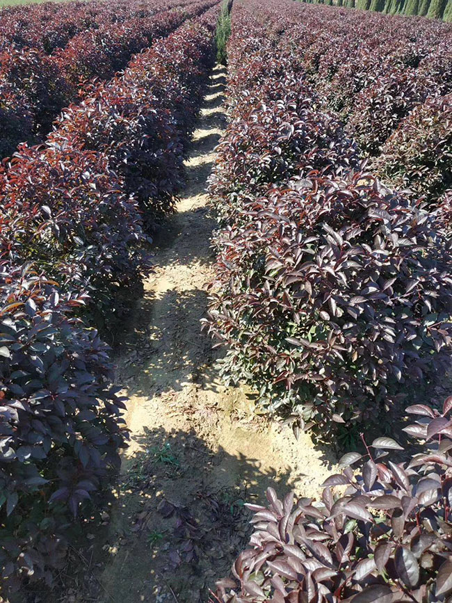 紅葉李 紅葉李