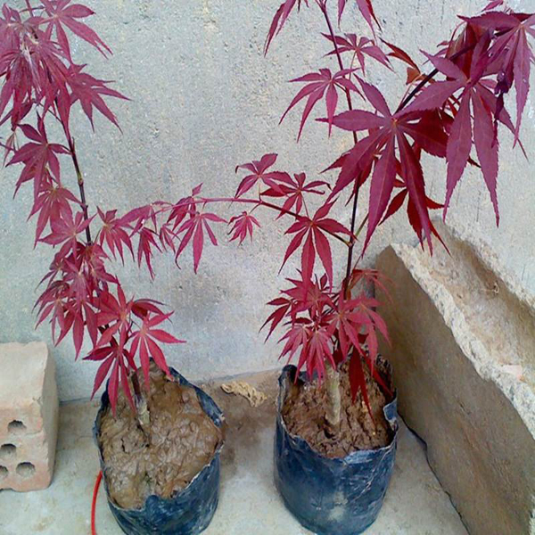 紅楓小苗