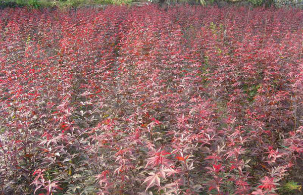 紅楓小苗