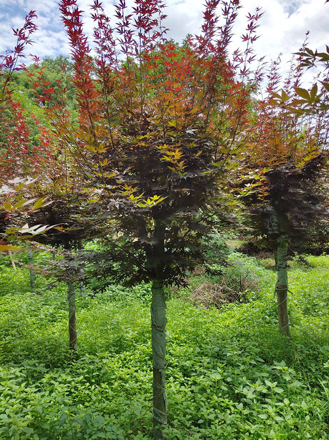 美國紅楓前景怎么樣?2020年種植美國紅楓秋火焰前景如何? 美國紅楓前景怎么樣?2020年種植美國紅楓秋火焰前景如何?