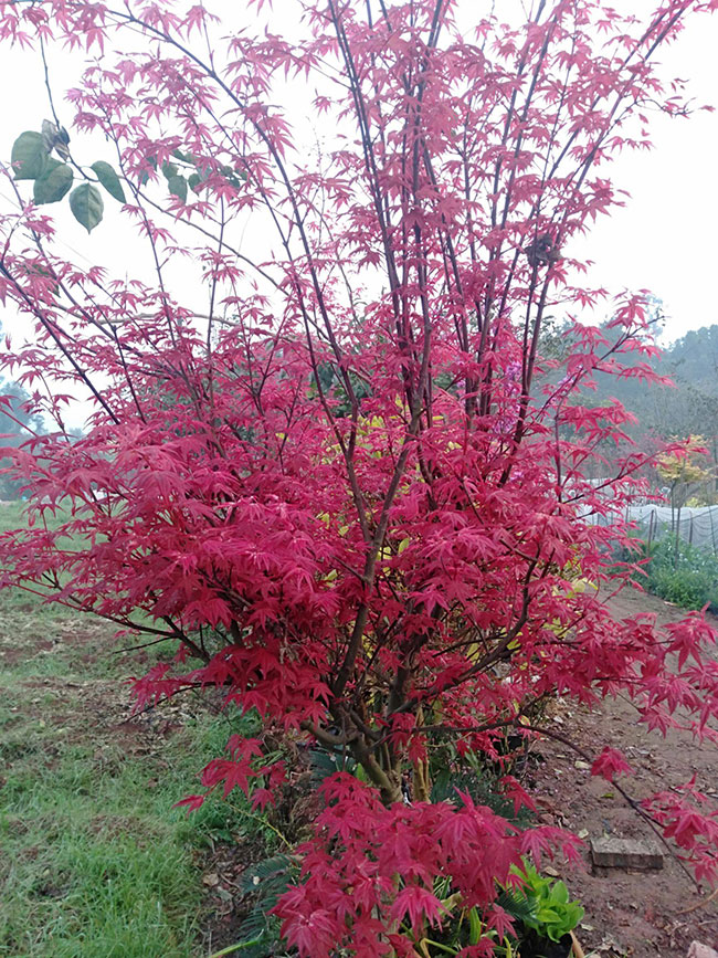 美國紅楓前景怎么樣?2020年種植美國紅楓秋火焰前景如何? 美國紅楓前景怎么樣?2020年種植美國紅楓秋火焰前景如何?