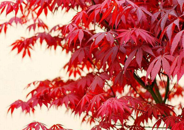 紅楓樹