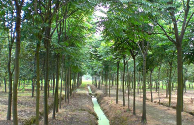 欒樹5.jpg