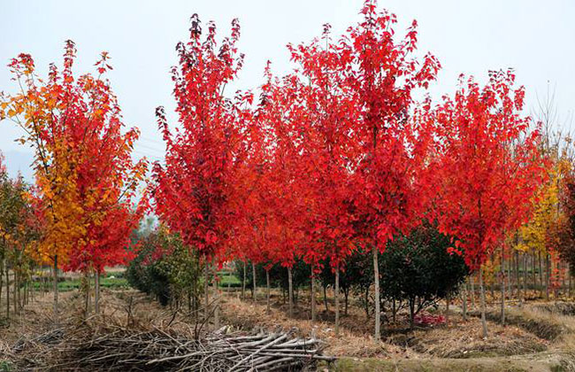 美國紅楓盆栽怎么種?美國紅楓盆栽種植教程