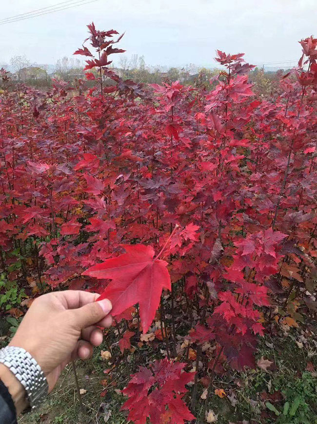美國紅楓盆栽怎么種?美國紅楓盆栽種植教程