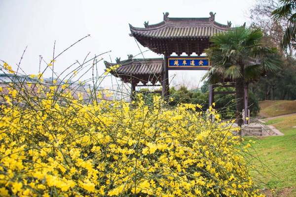 迎春花