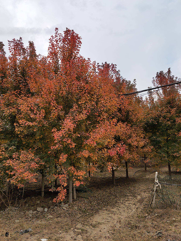 美國(guó)紅楓