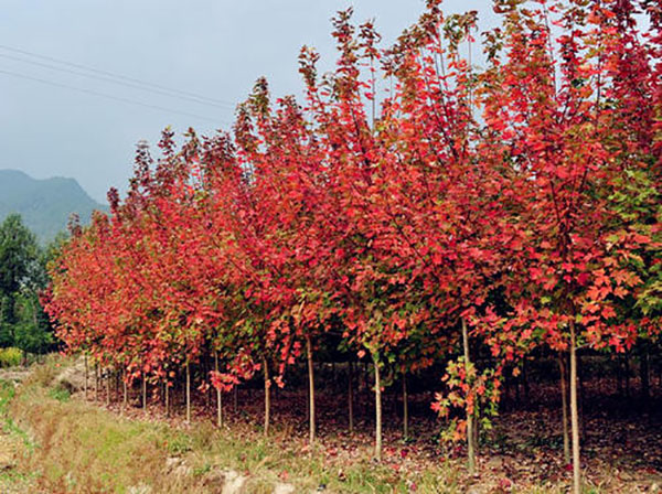 紅楓樹