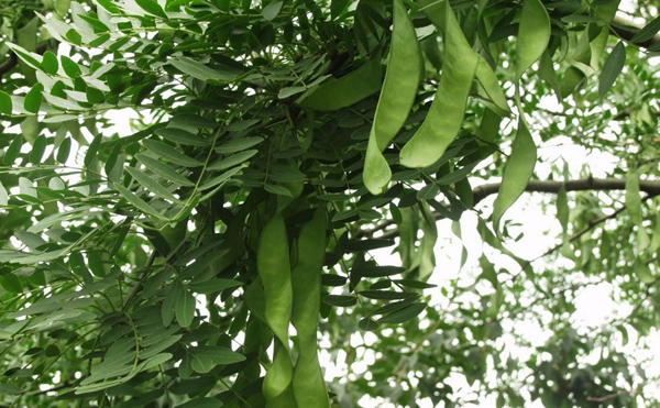皂角樹(shù) 皂角樹(shù)