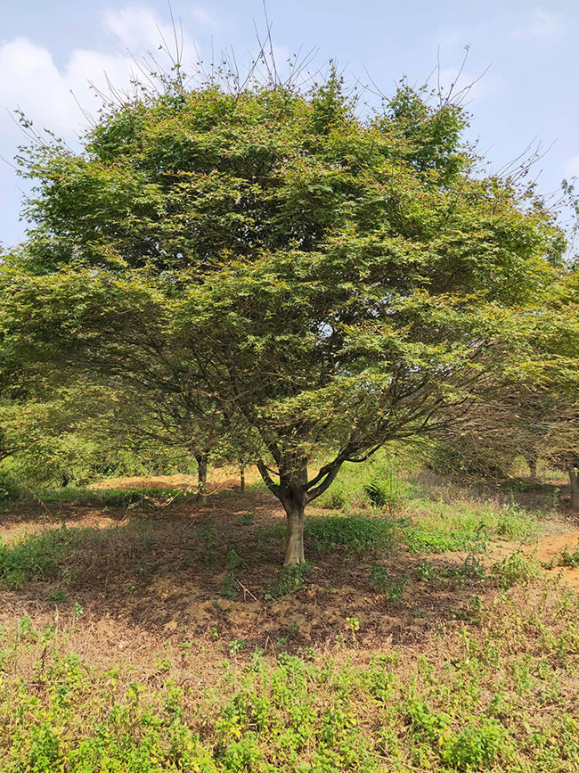 1586492805283159.jpg 美國(guó)紅楓種子怎樣育苗?紅楓種子種植方法