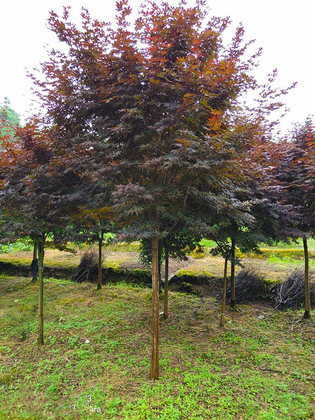 1586492806202135.jpg 美國(guó)紅楓種子怎樣育苗?紅楓種子種植方法