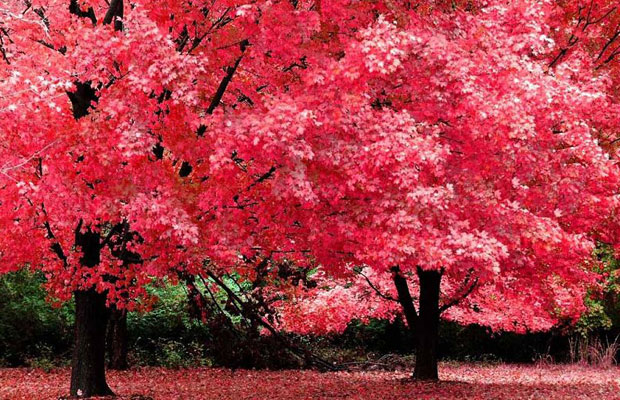 美國紅楓2.jpg