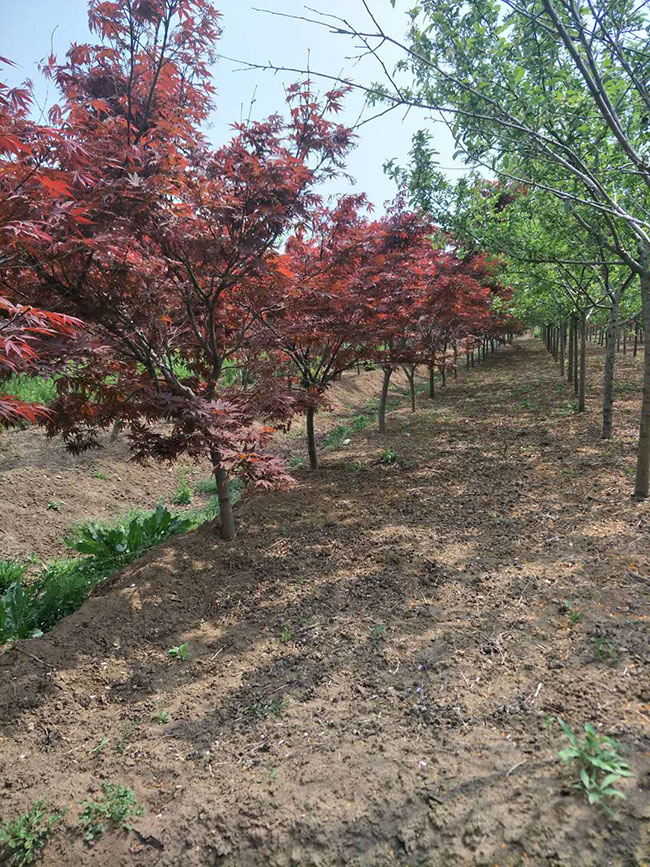 紅楓樹多少錢一棵?2020年美國紅楓樹小苗價格表