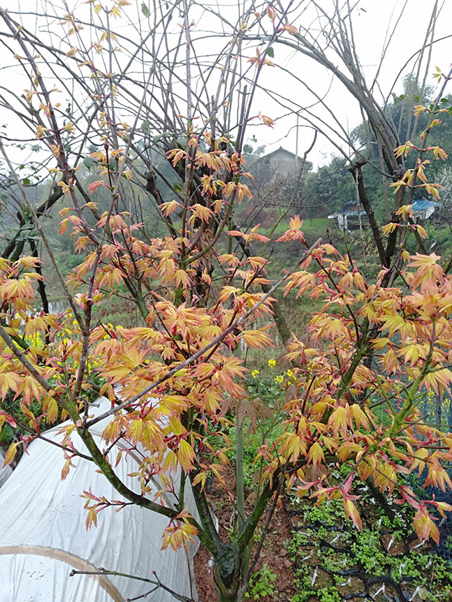 美國紅楓扦插