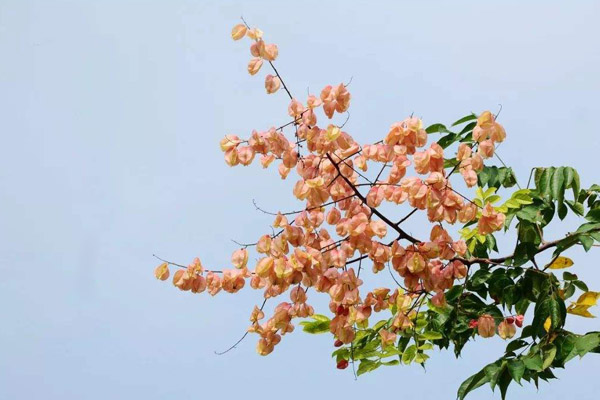 欒樹果實