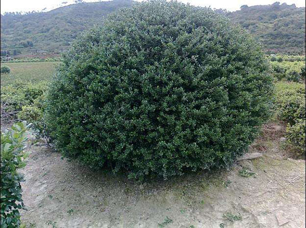龜甲冬青球