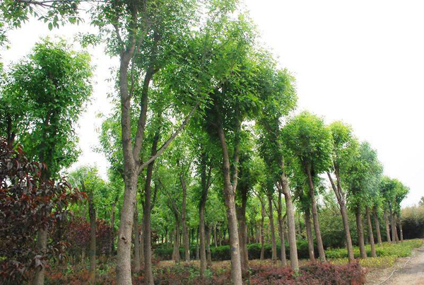 白蠟