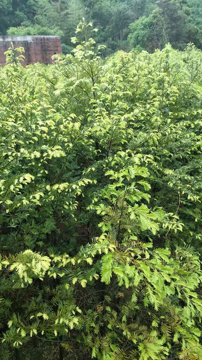 紅豆杉價格