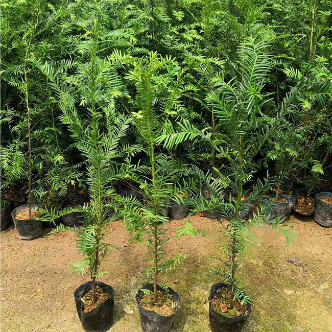 紅豆杉價格
