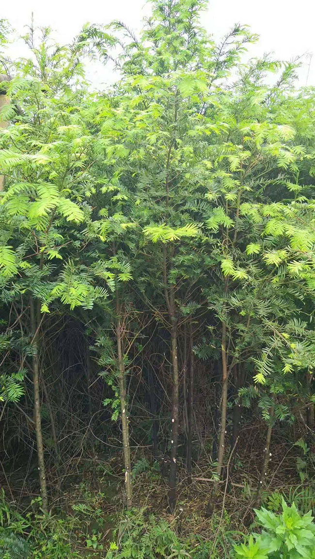 紅豆杉多少錢一棵?2020年紅豆杉價格最新行情預測