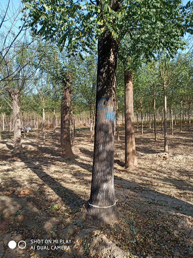 國槐多少錢一棵?2020國槐樹的最新價格表 國槐多少錢一棵?2020國槐樹的最新價格表