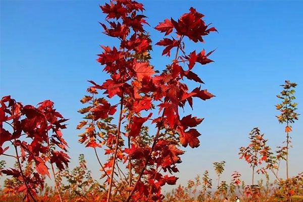 我為什么要挺這個(gè)樹種？.jpg