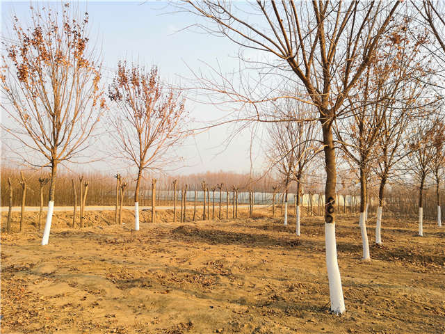 五角楓種植基地實(shí)拍