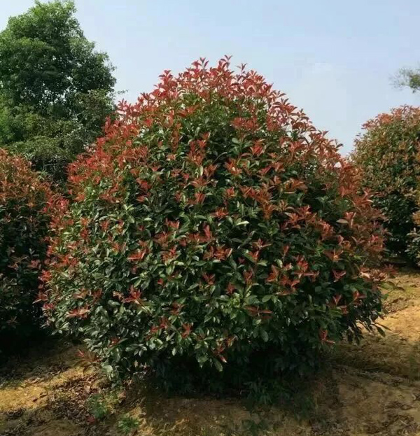 紅葉石楠