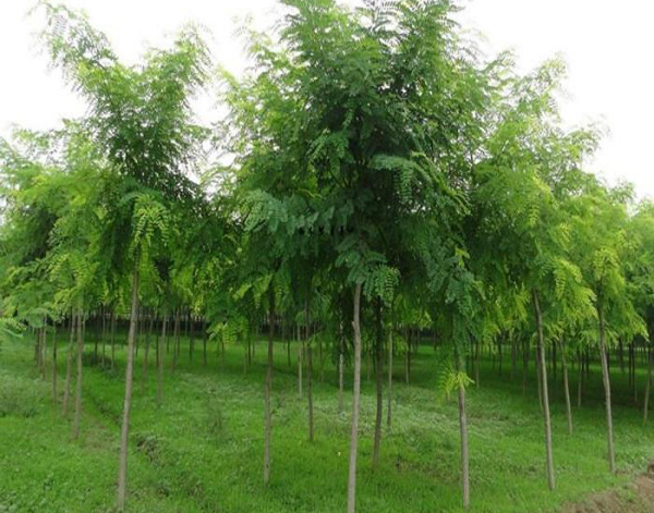 國槐小苗