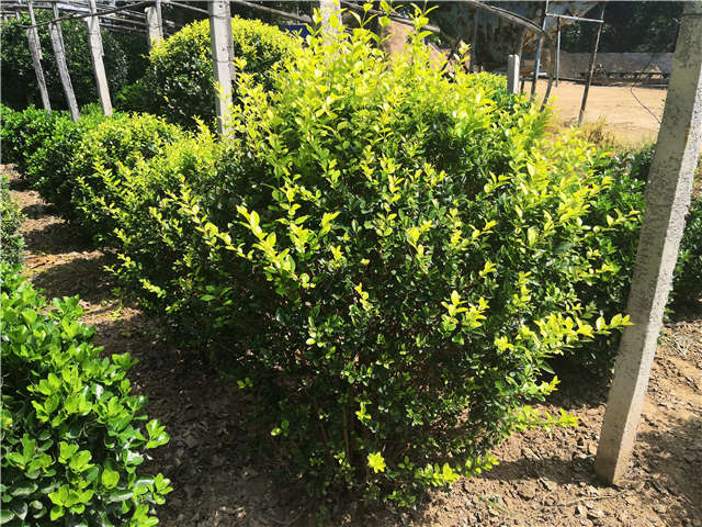 沭陽長景園林金葉女貞球種植基地實拍圖片