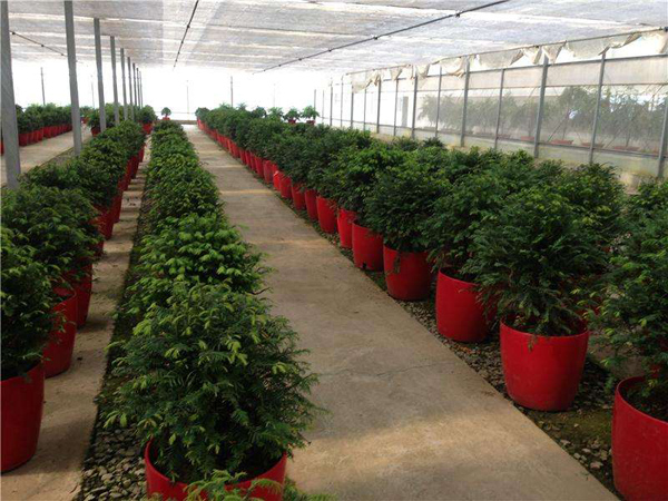 紅豆杉盆栽 紅豆杉盆栽