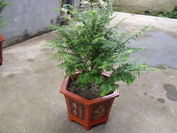 紅豆杉盆栽 紅豆杉盆栽