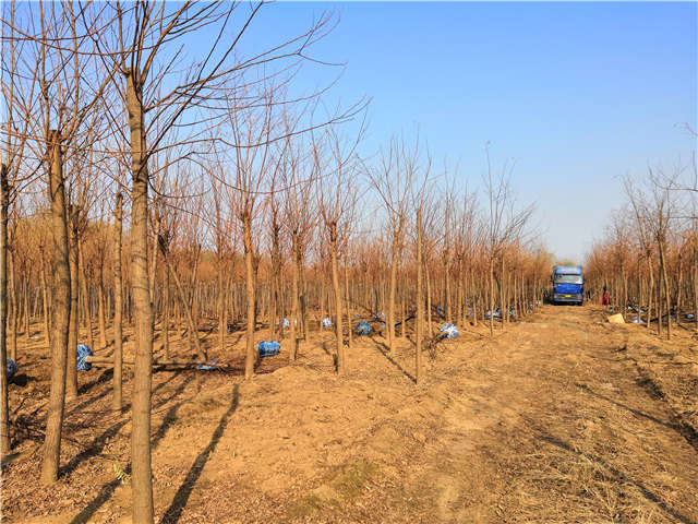 沭陽長景園林刺槐種植基地實(shí)拍圖片 沭陽長景園林刺槐種植基地實(shí)拍圖片