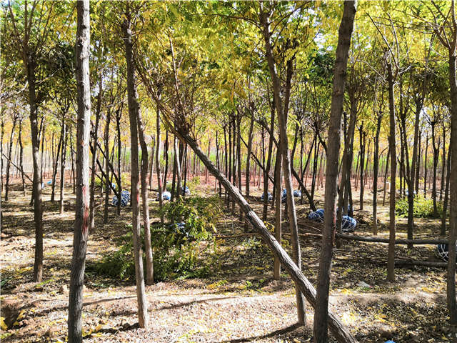 沭陽長景園林刺槐種植基地實(shí)拍圖片 沭陽長景園林刺槐種植基地實(shí)拍圖片
