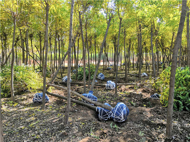 沭陽長景園林刺槐種植基地實拍圖片 沭陽長景園林刺槐種植基地實拍圖片