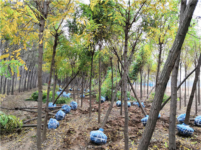 沭陽長景園林刺槐種植基地實(shí)拍圖片 沭陽長景園林刺槐種植基地實(shí)拍圖片