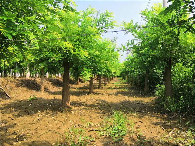 沭陽長景園林矮接金枝槐種植基地實拍圖片 沭陽長景園林矮接金枝槐種植基地實拍圖片