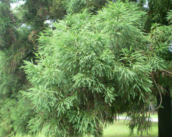 日本柳杉樹(shù)