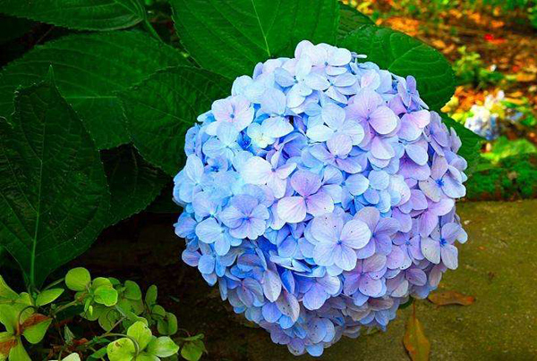 繡球花 繡球花