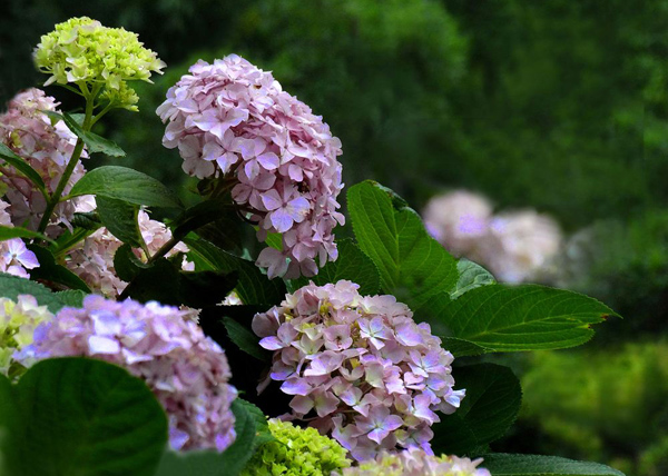 繡球花 繡球花
